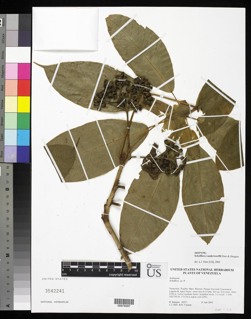 Sciodaphyllum vanderwerffii photo 2