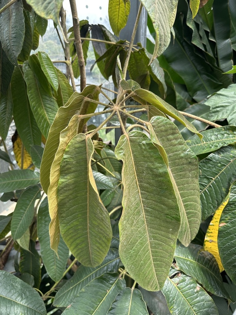 Sciodaphyllum vasquezianum
