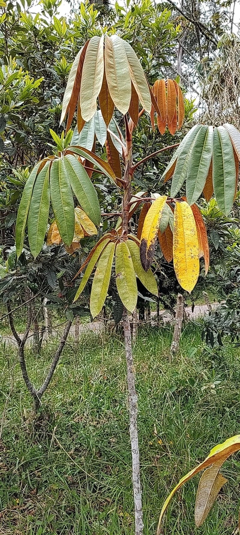 Sciodaphyllum vasquezianum photo 2