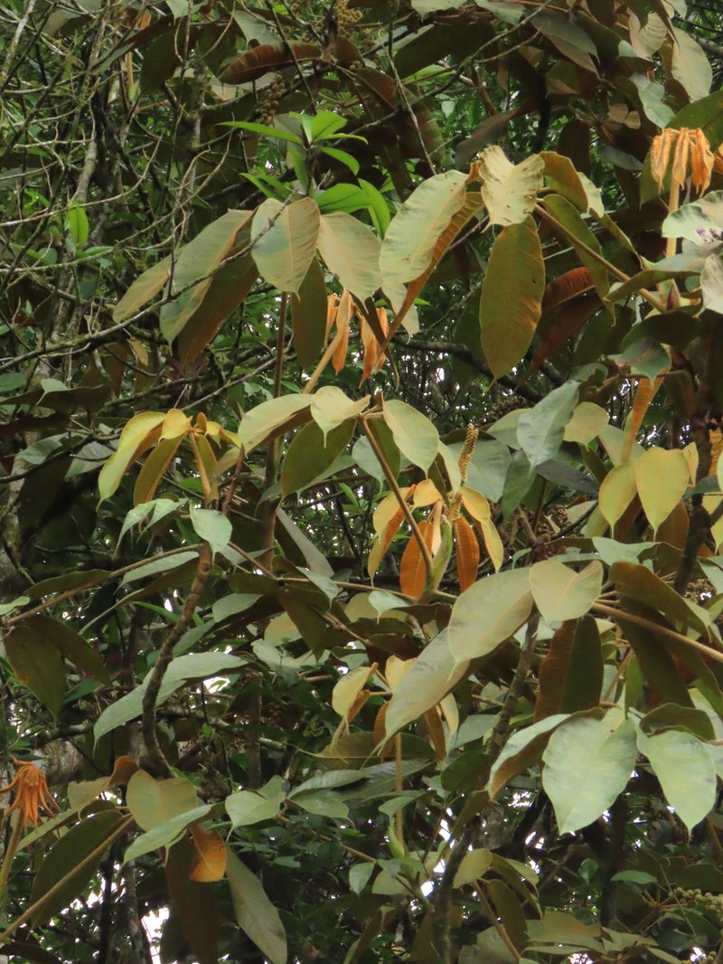 Sciodaphyllum vasquezianum photo 3