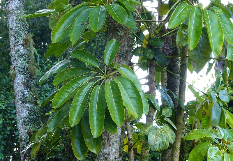 Sciodaphyllum vasquezianum photo 4