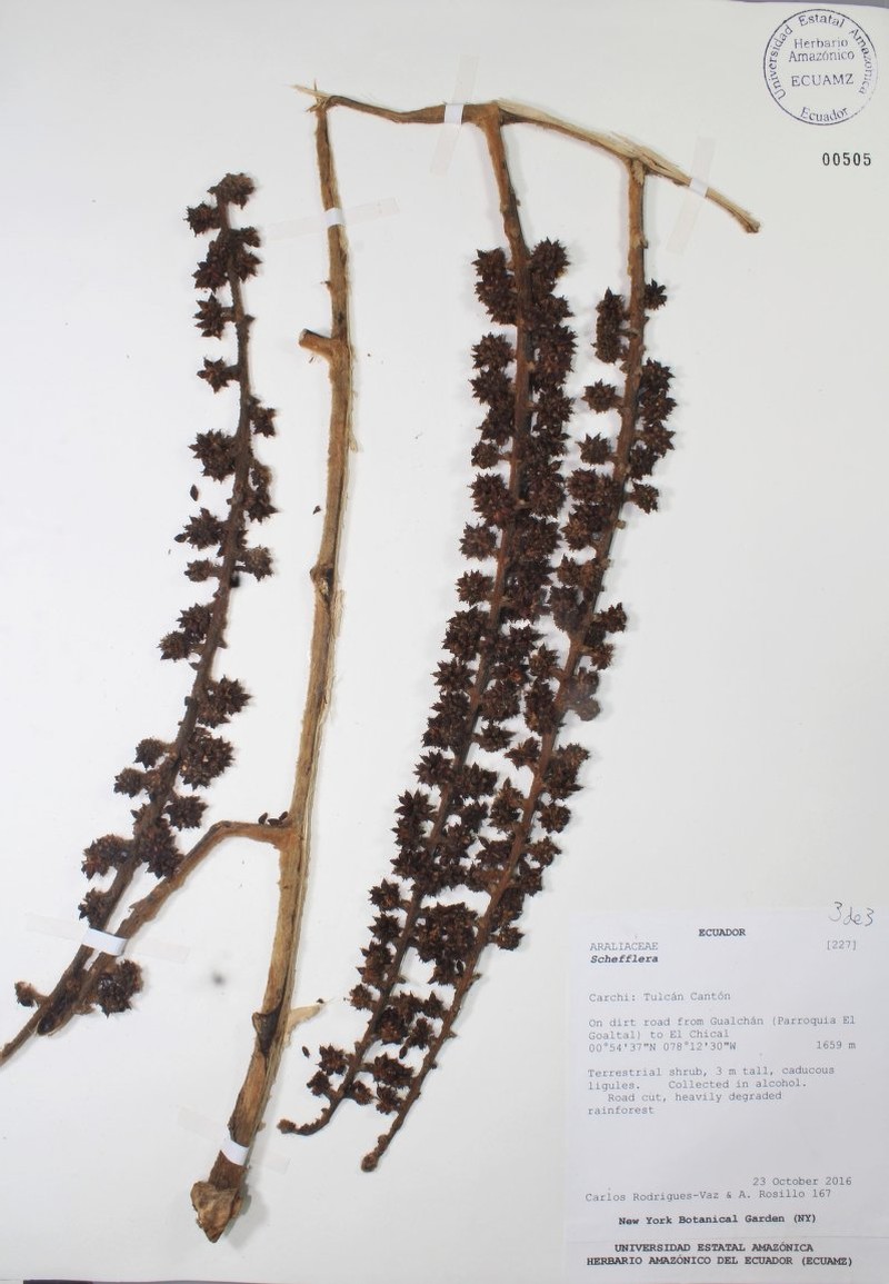 Sciodaphyllum vasquezianum photo 5
