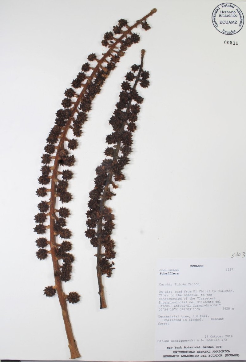 Sciodaphyllum vasquezianum photo 6