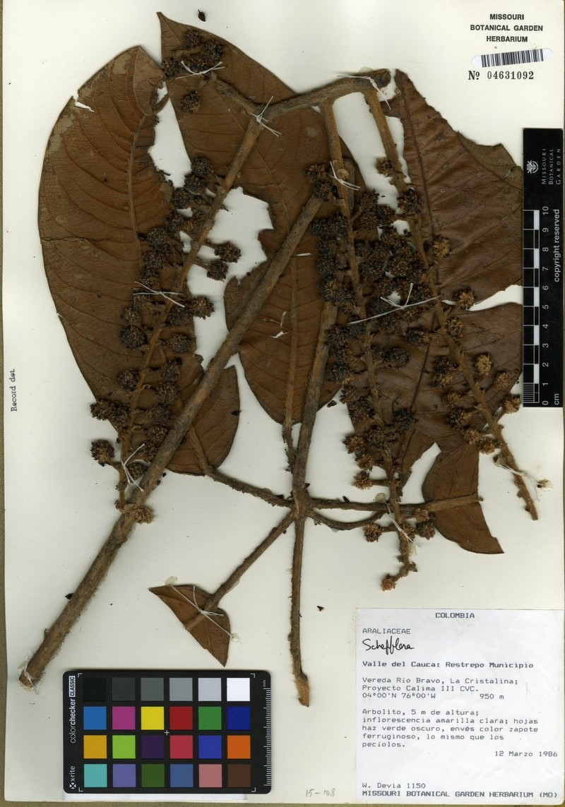 Sciodaphyllum vasquezianum photo 7