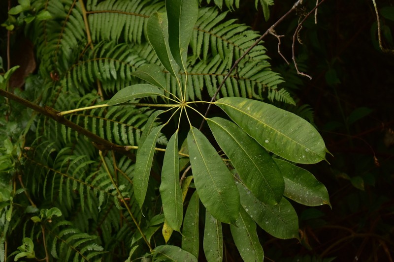 Sciodaphyllum violaceum