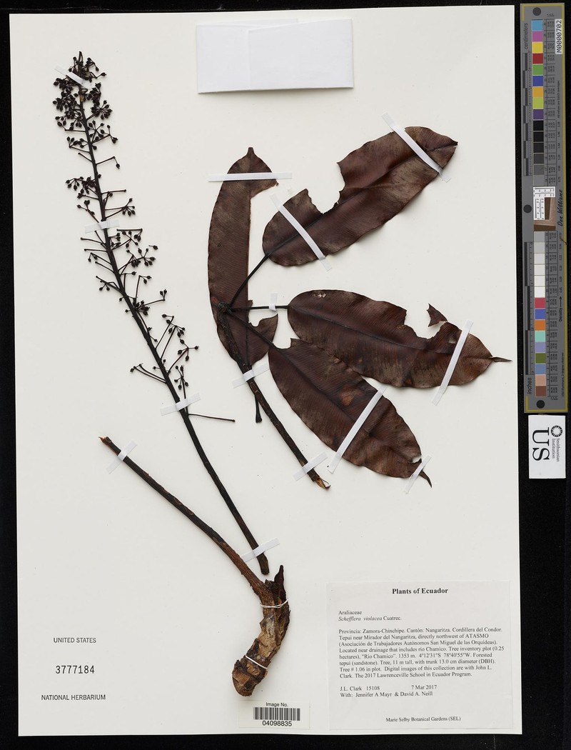 Sciodaphyllum violaceum photo 2