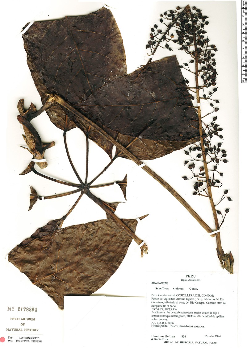 Sciodaphyllum violaceum photo 3