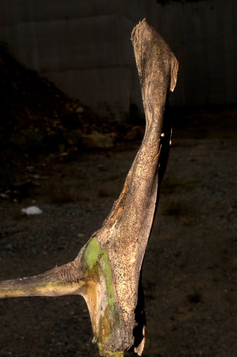 Sciodaphyllum weberbaueri