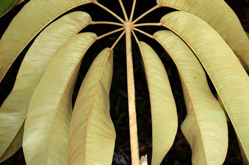 Sciodaphyllum weberbaueri photo 2