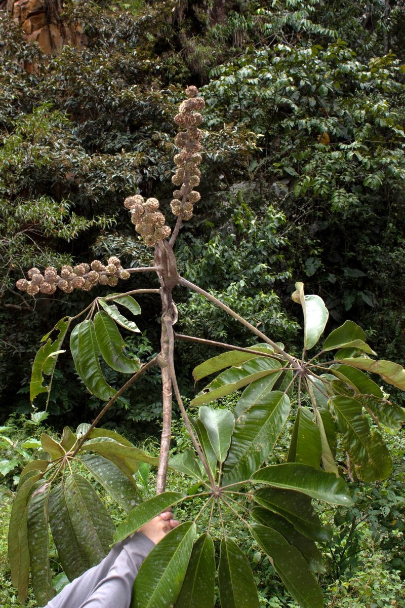 Sciodaphyllum weberbaueri photo 3