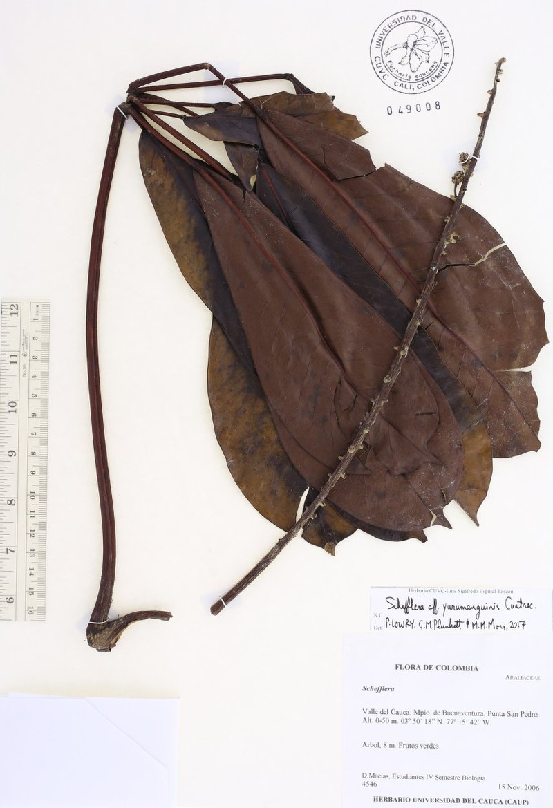Sciodaphyllum yurumanguine