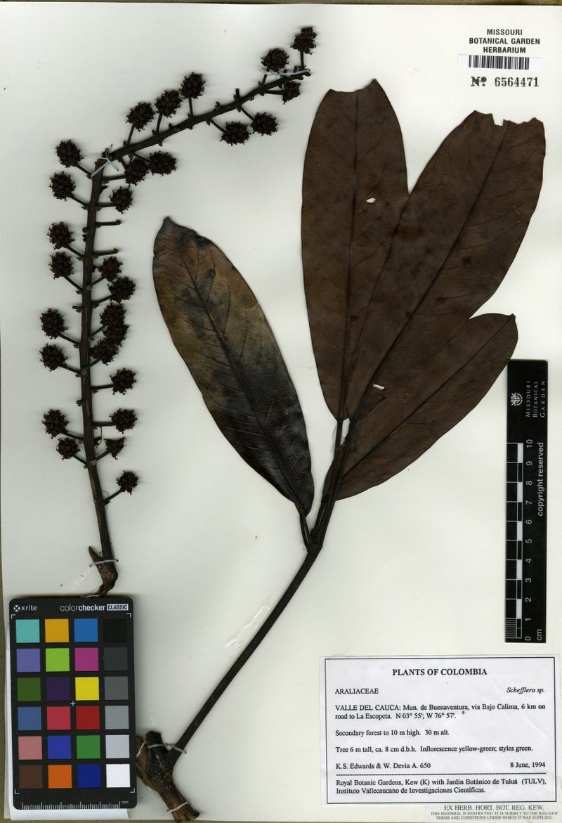 Sciodaphyllum yurumanguine photo 2