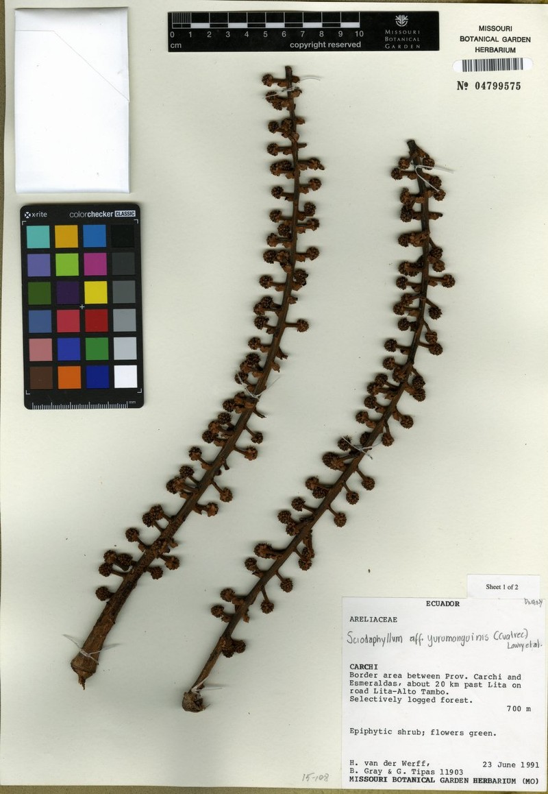 Sciodaphyllum yurumanguine photo 3