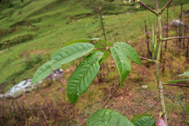 Sciodaphyllum zarucchii