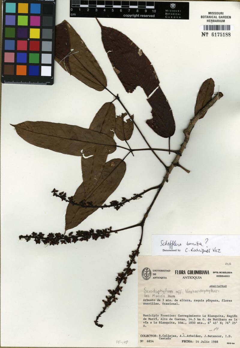 Sciodaphyllum zarucchii photo 2