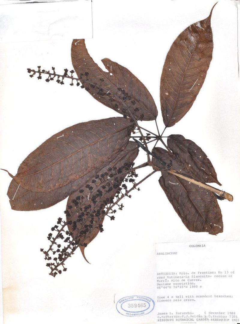 Sciodaphyllum zarucchii photo 3