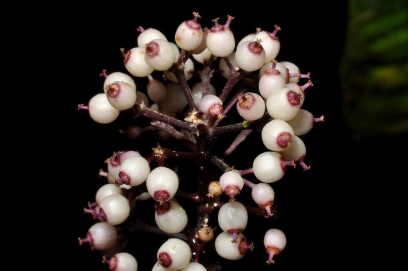 Sciodaphyllum zunacense