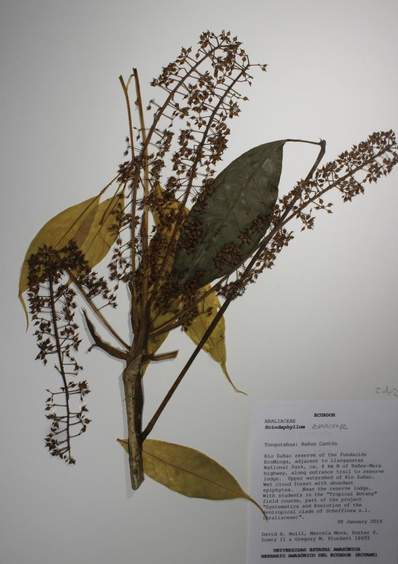 Sciodaphyllum zunacense photo 2