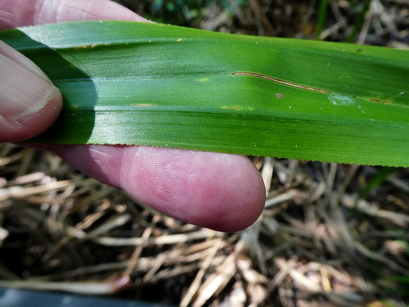 Scirpodendron ghaeri photo 2