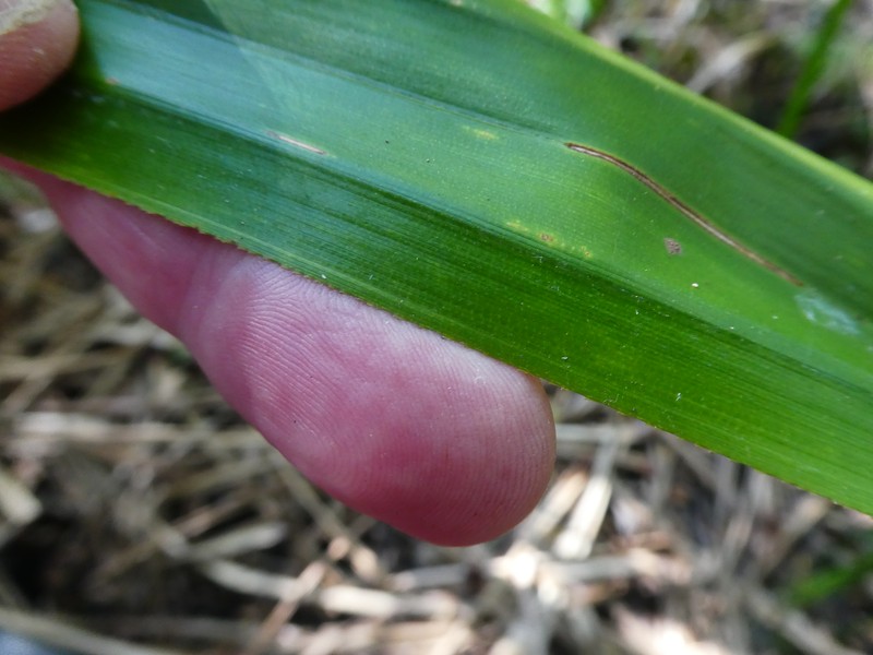 Scirpodendron ghaeri photo 3