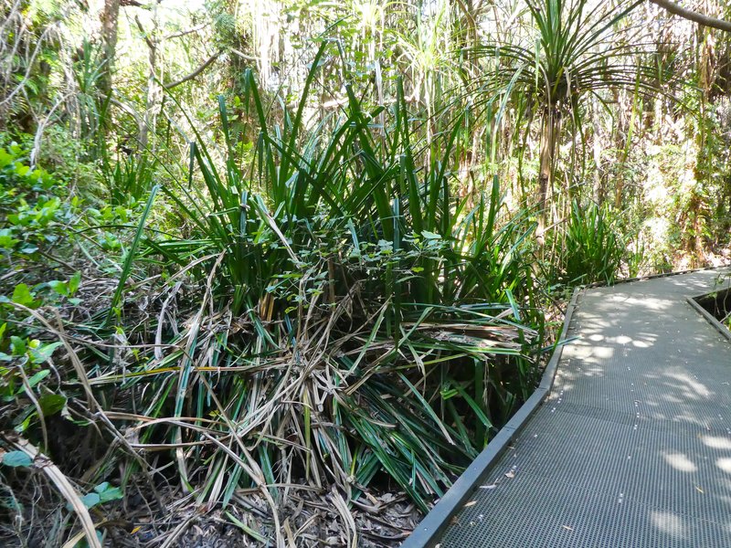 Scirpodendron ghaeri