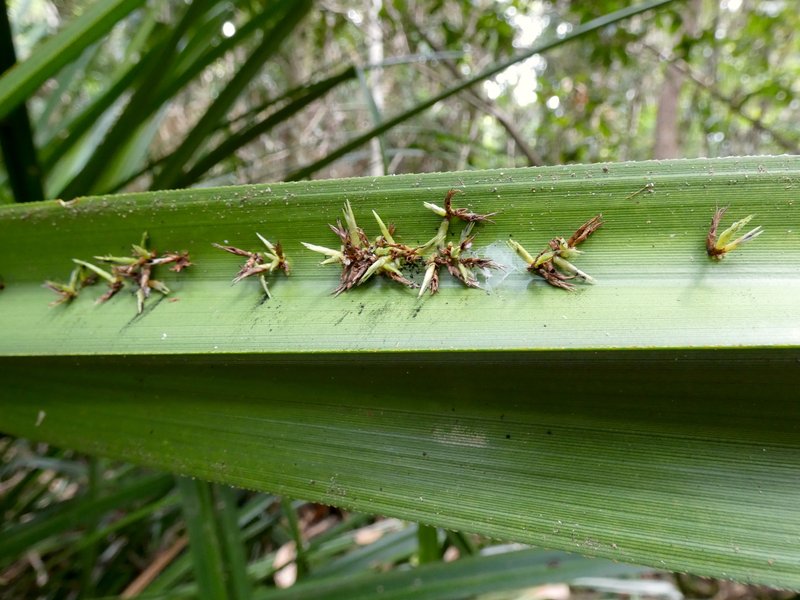 Scirpodendron ghaeri photo 4