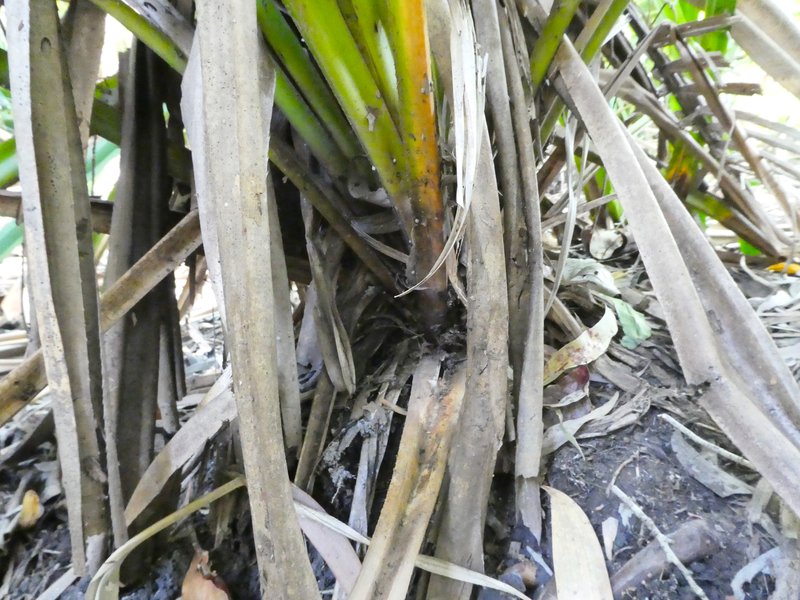Scirpodendron ghaeri photo 6