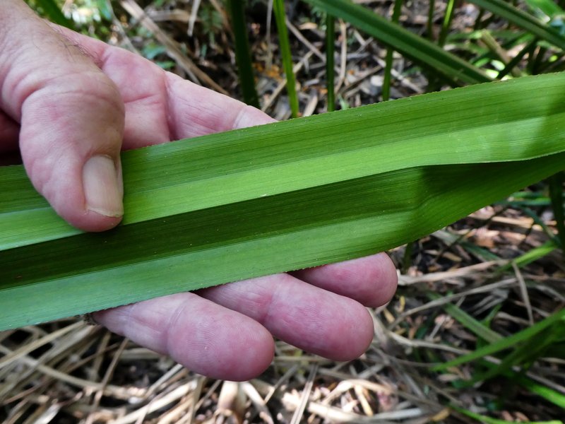 Scirpodendron ghaeri photo 7