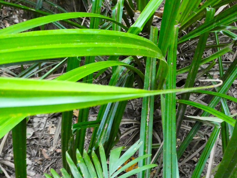 Scirpodendron ghaeri photo 8