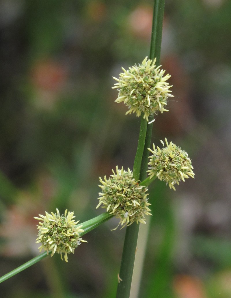 Roundhead Bulrush