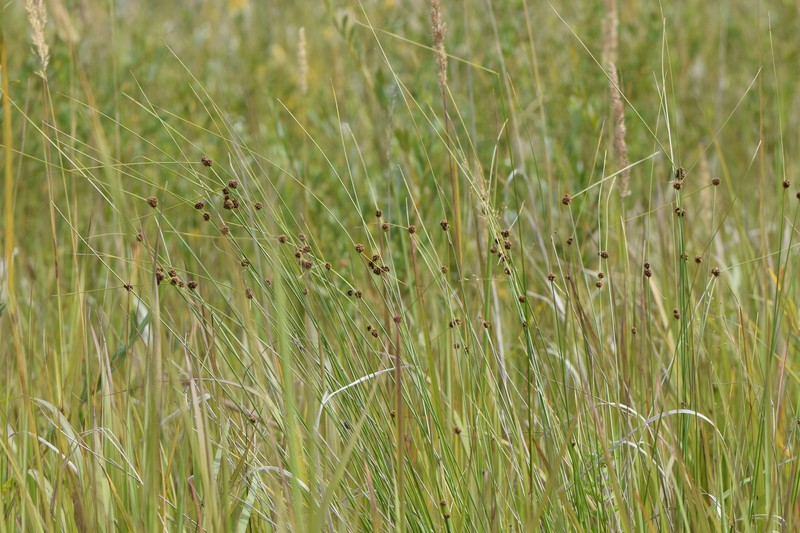 Roundhead Bulrush photo 2
