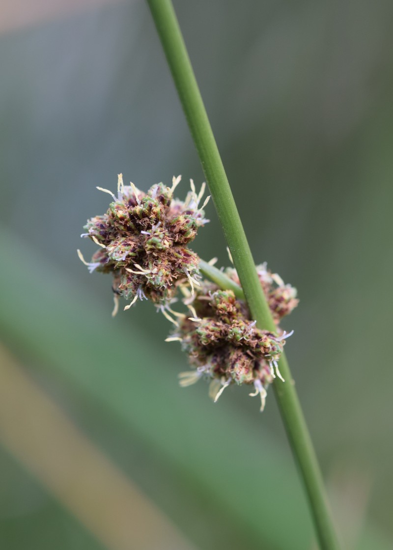 Roundhead Bulrush photo 3