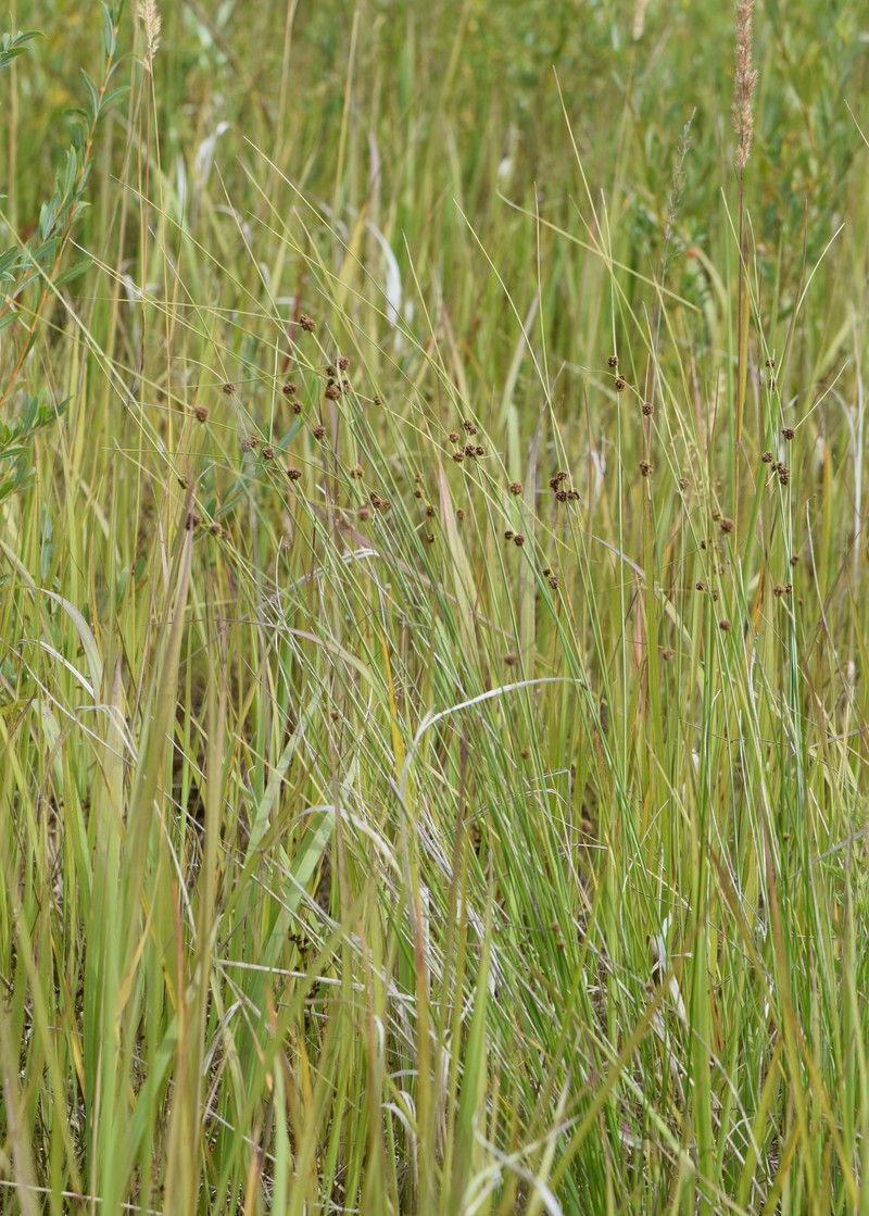 Roundhead Bulrush photo 4