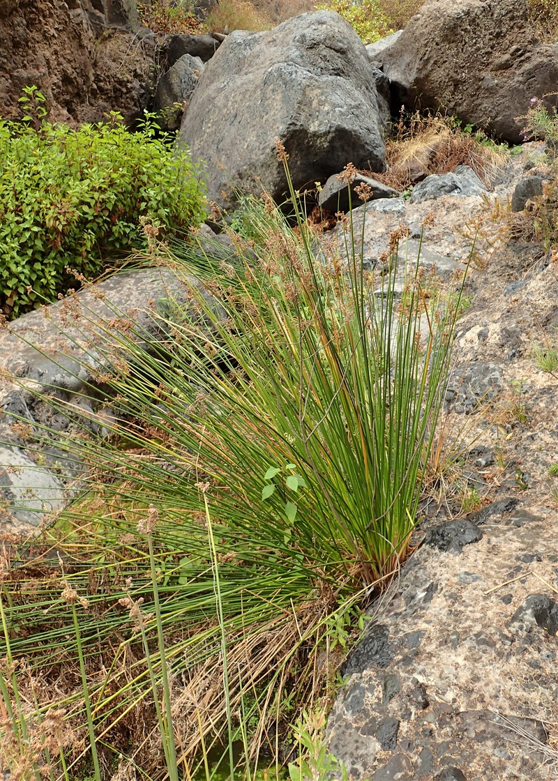 Roundhead Bulrush photo 5