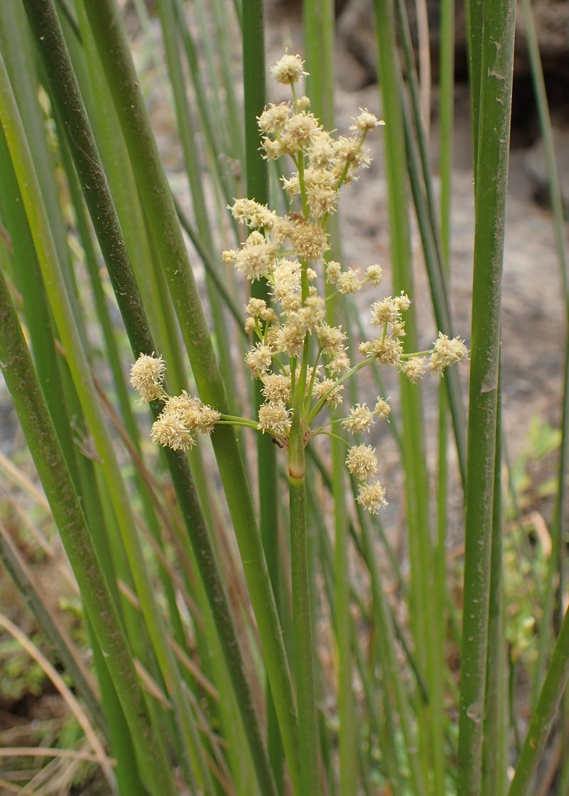 Roundhead Bulrush photo 6