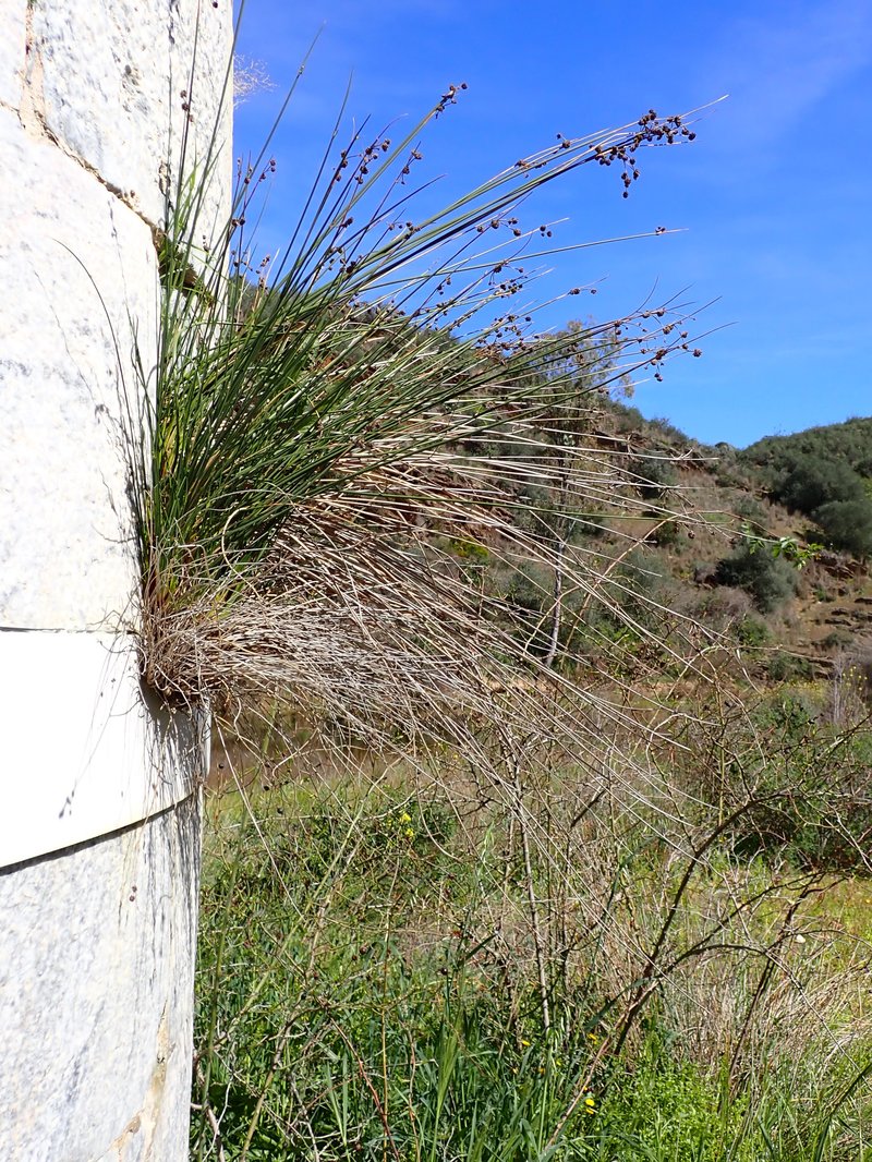 Roundhead Bulrush photo 7
