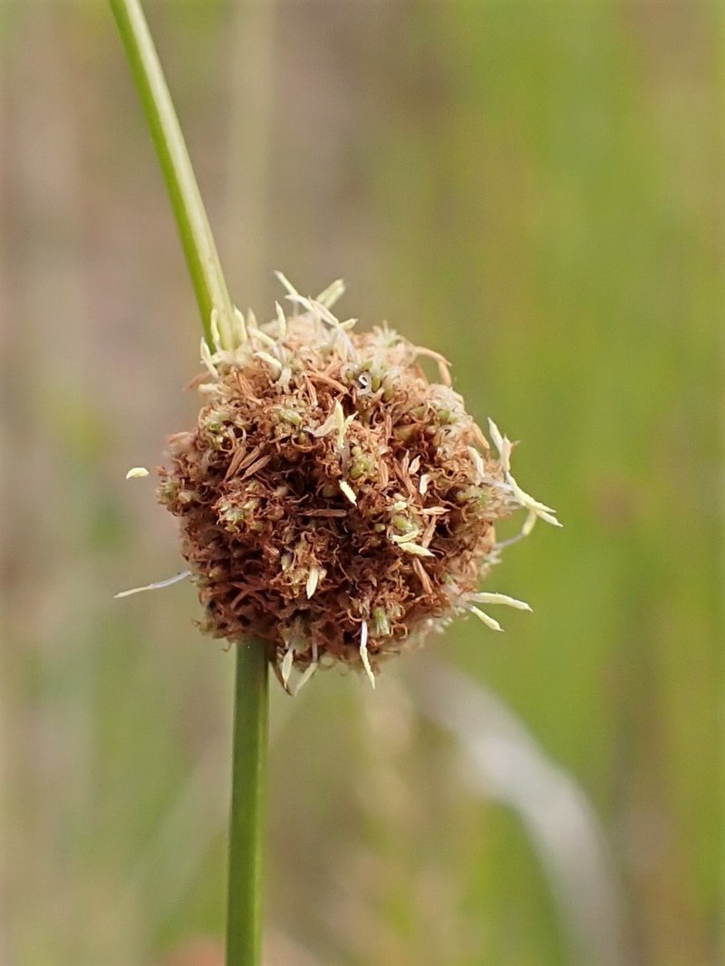 Roundhead Bulrush photo 8