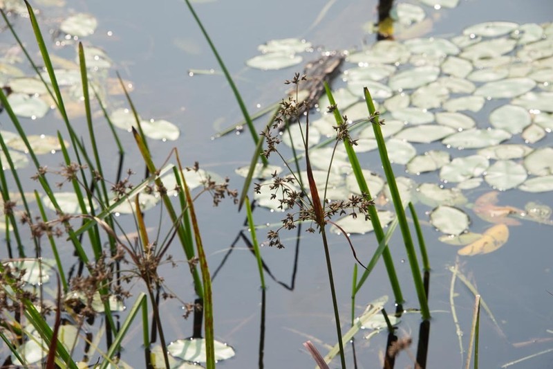 Bulrush