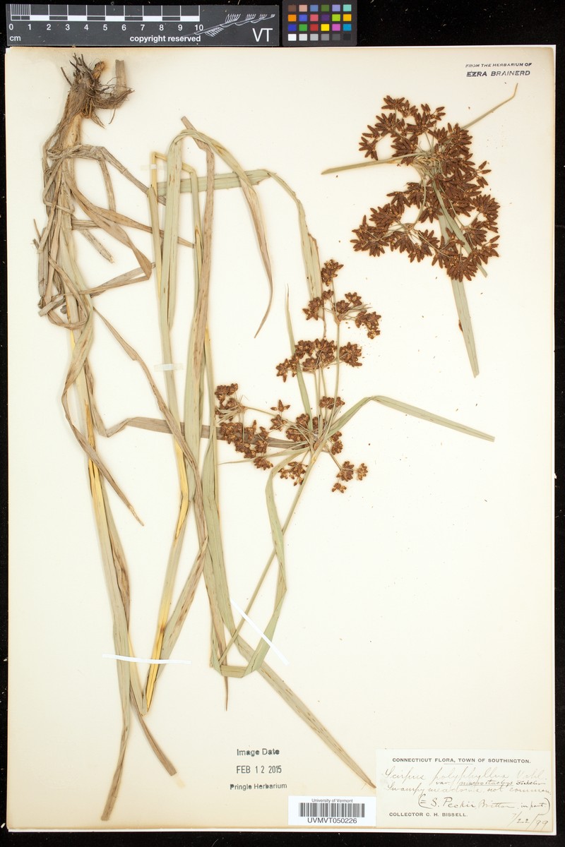 Bulrush photo 2