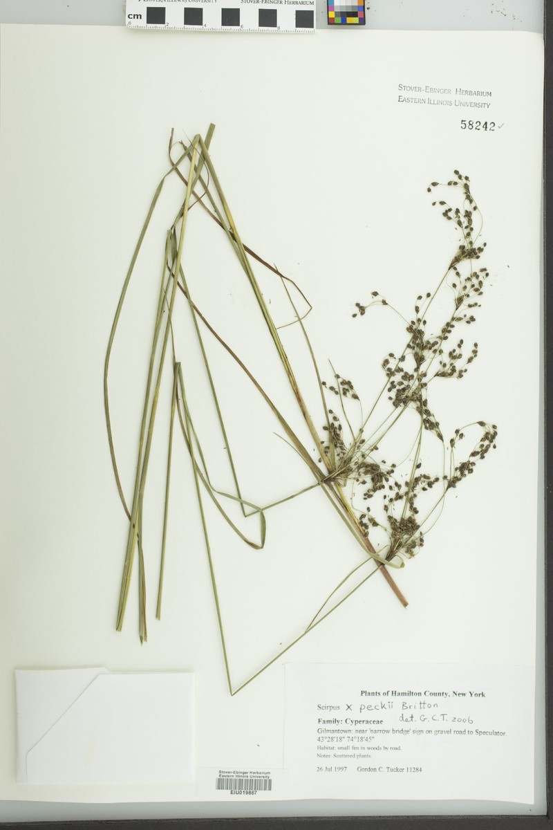 Bulrush photo 3