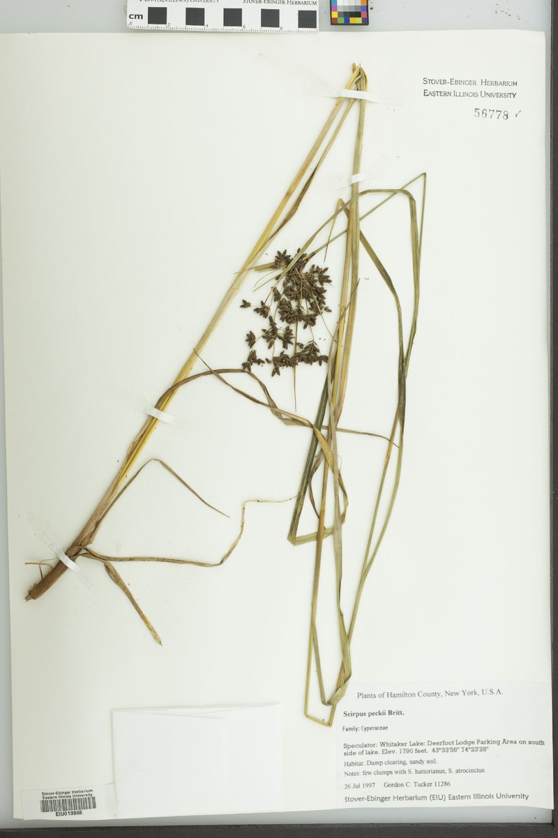 Bulrush photo 4