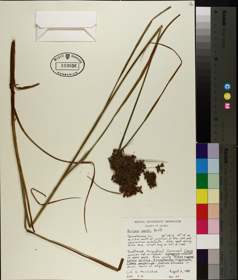 Bulrush photo 5