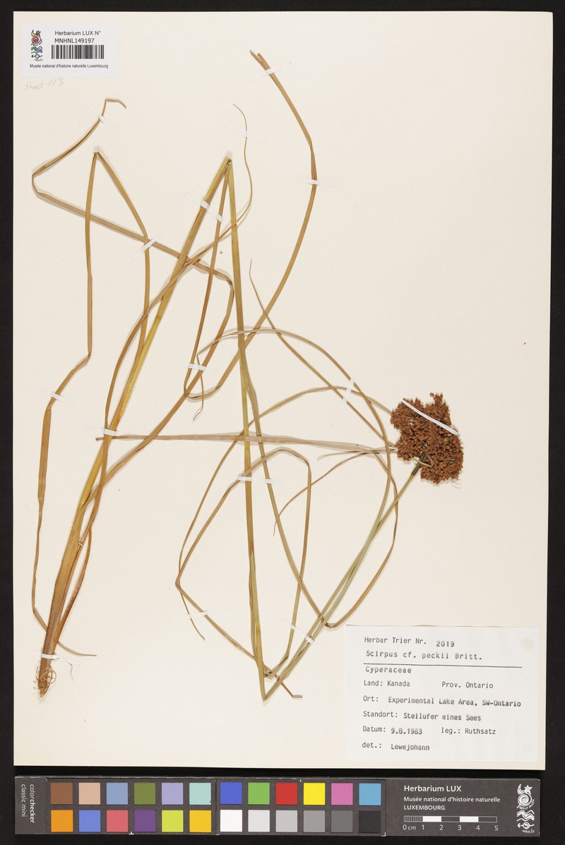 Bulrush photo 6