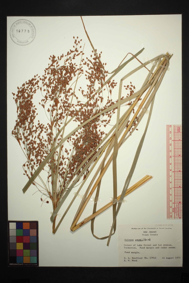 Bulrush photo 7