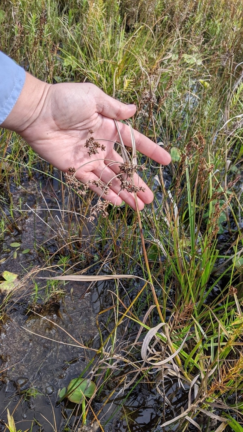 Barbedbristle Bulrush photo 2
