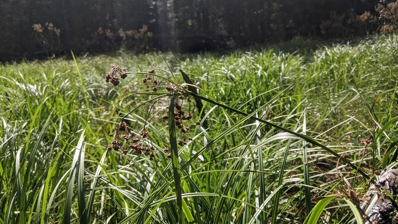 Barbedbristle Bulrush photo 4