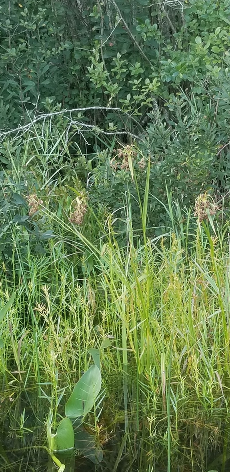 Barbedbristle Bulrush photo 6