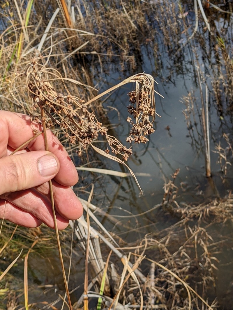 Barbedbristle Bulrush photo 7