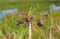 Barbedbristle Bulrush