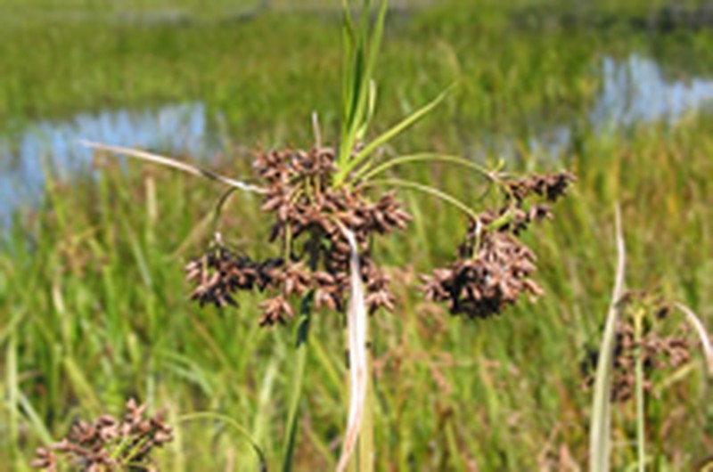 Barbedbristle Bulrush